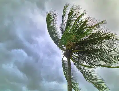 Palm tree bending in strong wind under storm clouds.